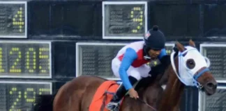 Se venden 12 caballos de carreras importados desde EE. UU. con precios entre US$2,500 y US$4,000
