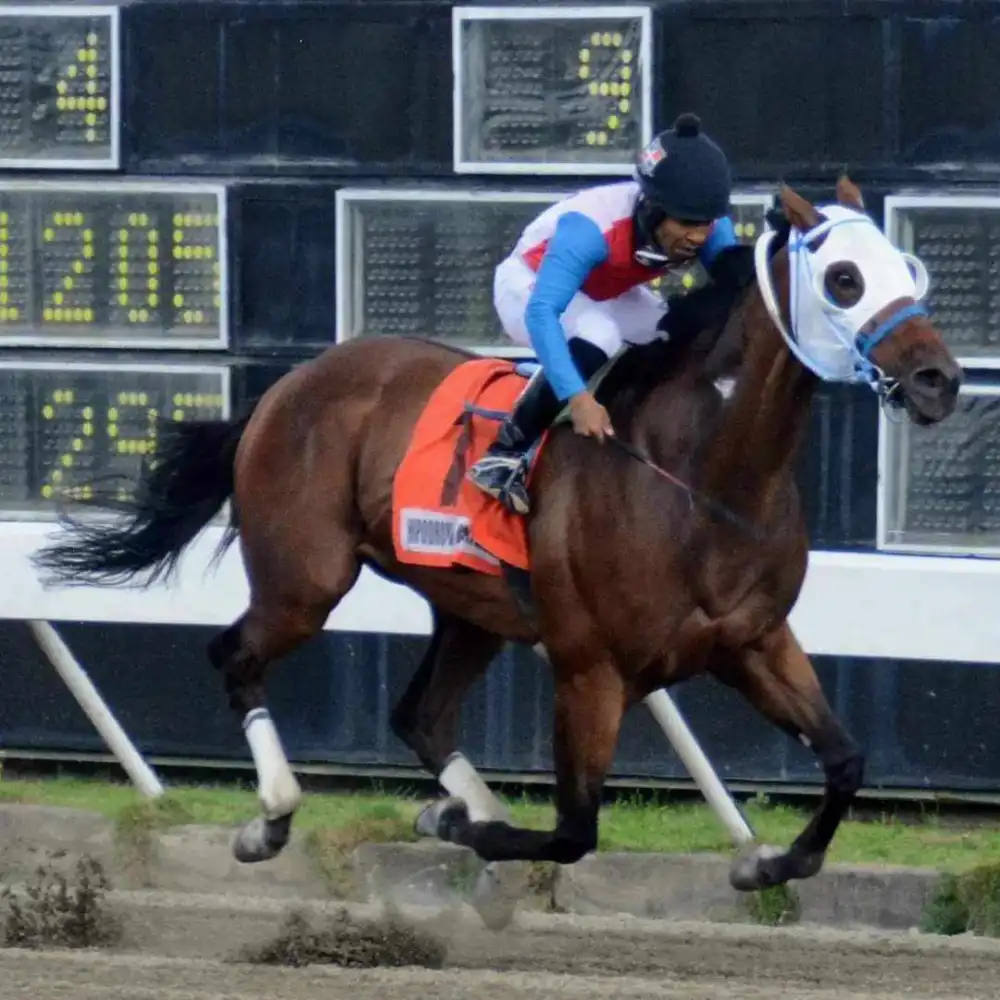Se venden 12 caballos de carreras importados desde EE. UU. con precios entre US$2,500 y US$4,000