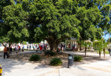 La inolvidable mata de álamo del parque de Miches: donde nuestra infancia aprendió a volar