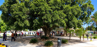 La inolvidable mata de álamo del parque de Miches: donde nuestra infancia aprendió a volar